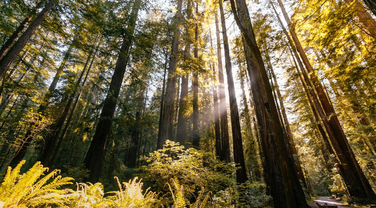 armstrong redwoods