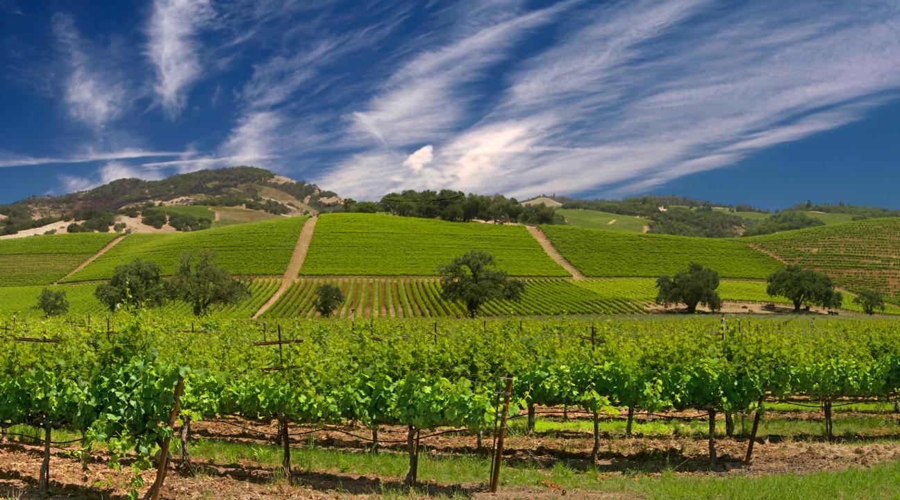 sonoma county vineyards
